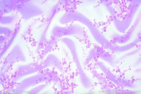 梅花布纹