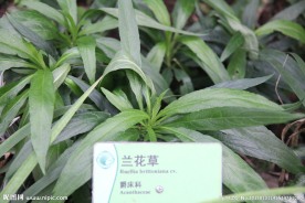 地生植物