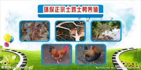 百大