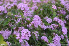 紫花
