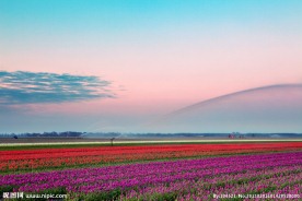 郁金香的海洋