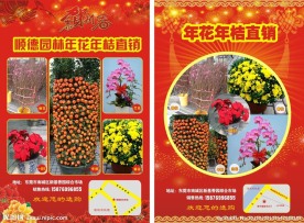 年桔 喜庆底