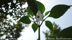 辣椒花