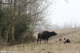 水牛