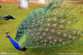 绿孔雀
