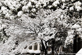 雪中腊梅
