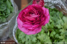 花毛茛