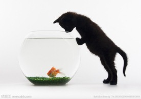 猫咪