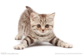 猫咪