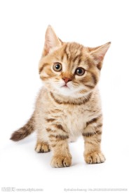 猫咪