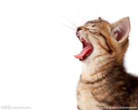 猫咪