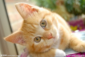 猫咪