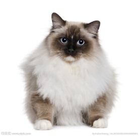 猫咪