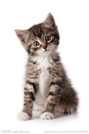猫咪