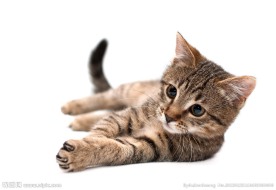 猫咪