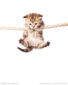 猫咪