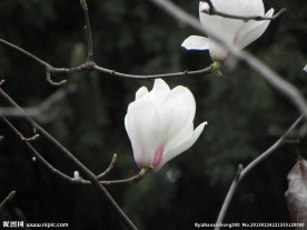 广玉兰