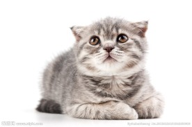 猫咪