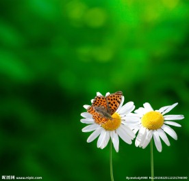 蝶恋花