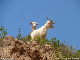 山羊