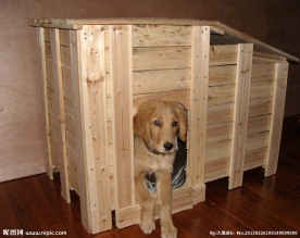 狗窝中的金毛犬