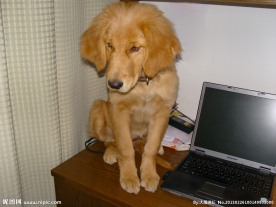 桌子上的金毛犬