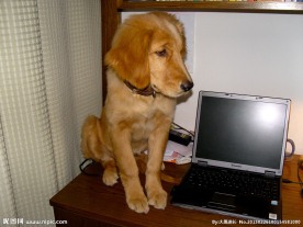 桌子上的金毛犬