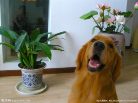 家中的金毛犬