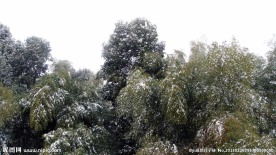 雪竹