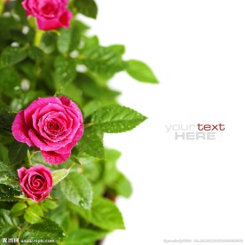 玫瑰 玫瑰花 月季