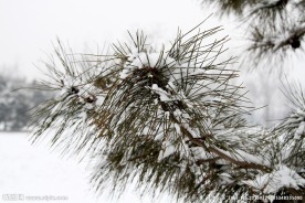 雪压松枝