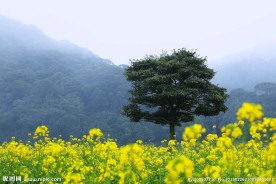 山水油菜花田