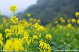 山水油菜花