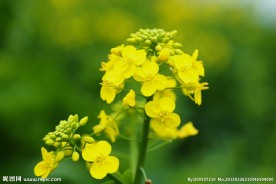 山水油菜花