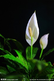 白掌