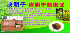 决明子健康枕