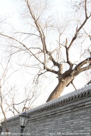 墙和树