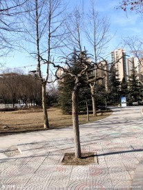小树