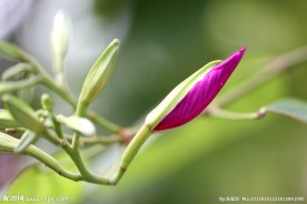 紫荆花花蕾