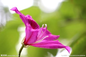 紫荆花