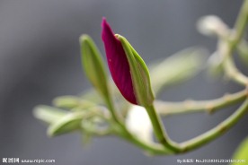紫荆花花蕾