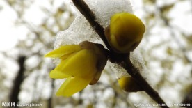雪打腊梅