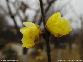 腊梅花