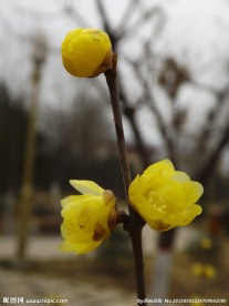 腊梅花