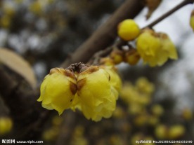 腊梅花