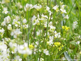 白色油菜花