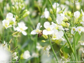 白色油菜花