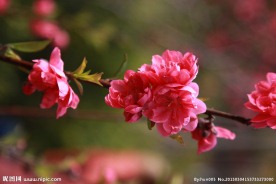 泉州森林公园桃花拍摄