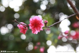 泉州森林公园桃花拍摄