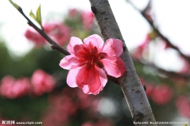泉州森林公园桃花拍摄